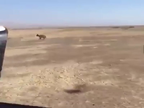 شاهد فيديو قتل الذئب الذي أشعل الغضب