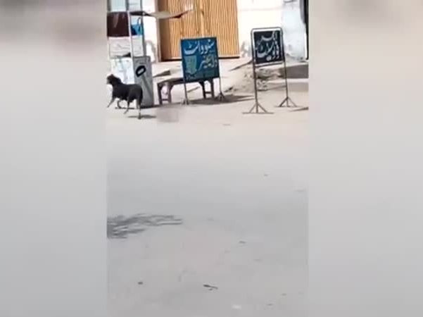 كلب يحمله في فمه ويثير الغضب والدهشة .. فيديو صادم