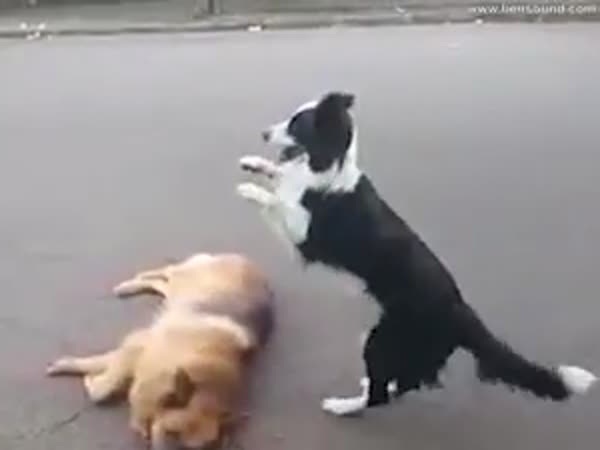 كلب يلعب مع أصدقائه الكلاب بطريقة غير معقولة .. فيديو