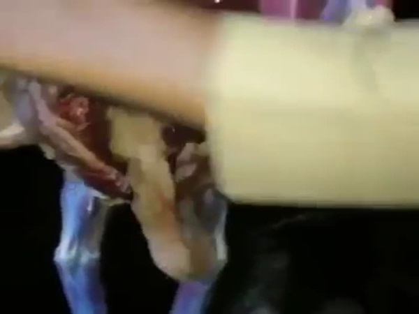 ماذا فعل هذا الرجل بالضبع حتى ينال إعجاب المعلقين .. فيديو