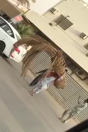 لن تصدق .. فيديو لرجل يحملة نخلة كاملة على ظهره
