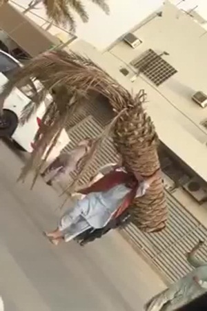 لن تصدق .. فيديو لرجل يحملة نخلة كاملة على ظهره
