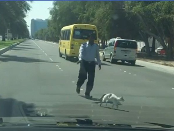 فيديو .. سائق يوقف المرور من أجل قطة