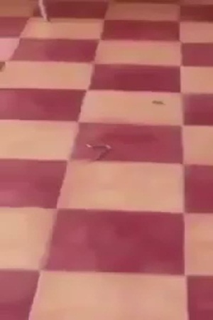 شاهد تعليق الدراسة في احد المجمعات بسبب الثعابين