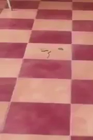 شاهد تعليق الدراسة في احد المجمعات بسبب الثعابين