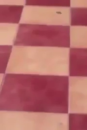 شاهد تعليق الدراسة في احد المجمعات بسبب الثعابين