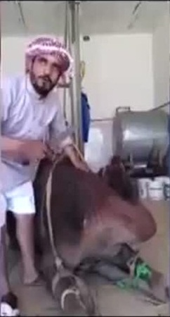 حرس الحدود في الجوف يحبطون عملية تهريب .. ومواطن يشكرهم بهذه الطريقة .. فيديو