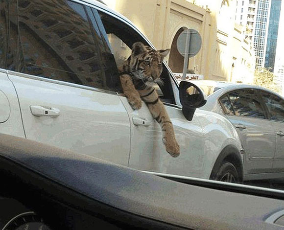 إليك بالصور ما لا يمكن مشاهدته إلا في دبي!