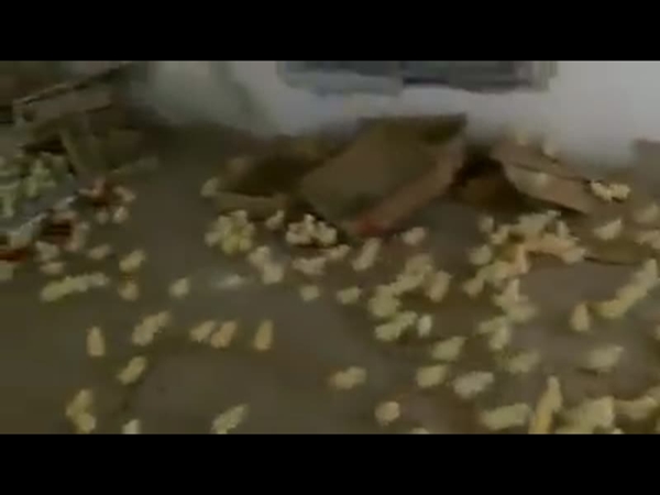 بالفيديو .. تعرف على الجمهور الاستثنائي لهذا العرض الفني
