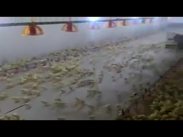 بالفيديو .. تعرف على الجمهور الاستثنائي لهذا العرض الفني