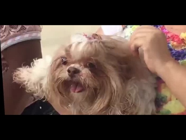 بالفيديو .. ينقذون كلبًا من الموت المحقق