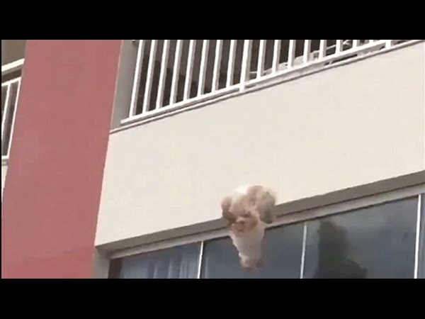 بالفيديو .. ينقذون كلبًا من الموت المحقق