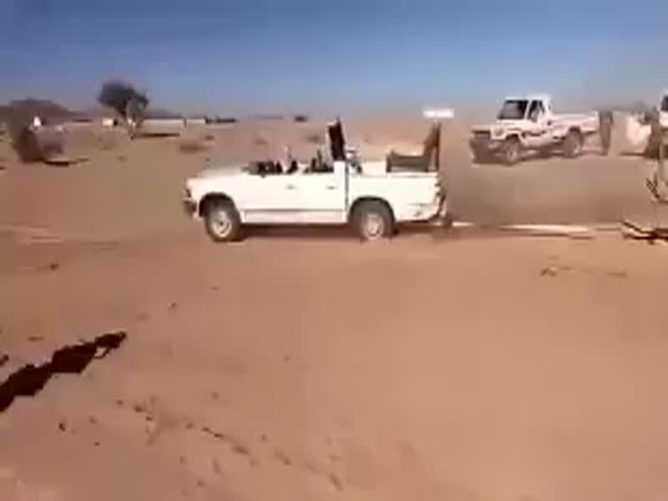 شاهد شاب يقتلع شجرة معمرة من جذورها