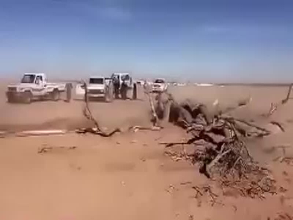 شاهد شاب يقتلع شجرة معمرة من جذورها