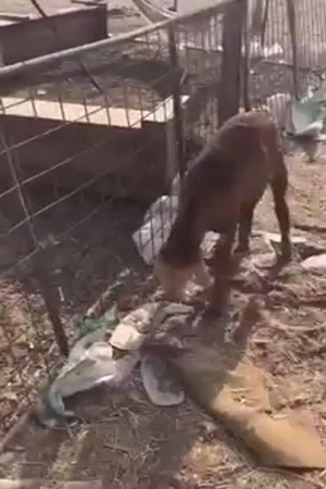 بالفيديو .. وافد يحاول شراء أغنام مريضة لبيعها للجمهور