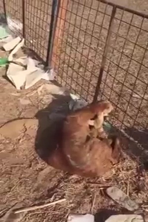 بالفيديو .. وافد يحاول شراء أغنام مريضة لبيعها للجمهور