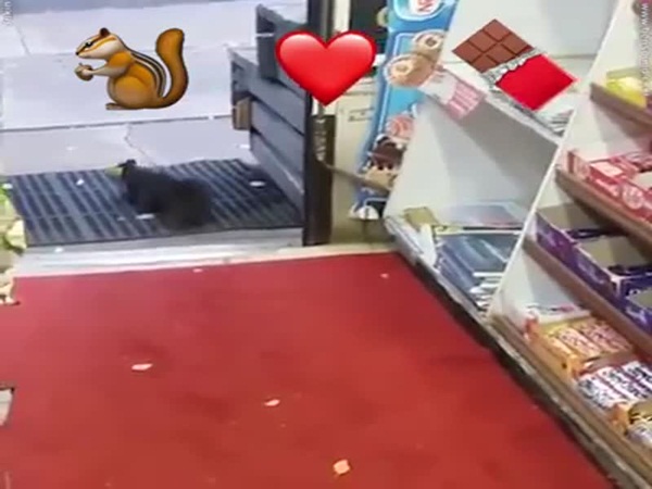 فيديو طريف لسنجاب يجتاح الإنترنت .. فماذا فعل