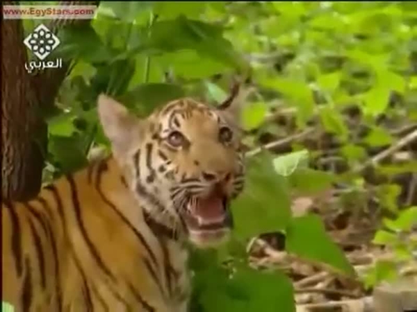 معركة بين قرد ونمر .. من الذي سينتصر