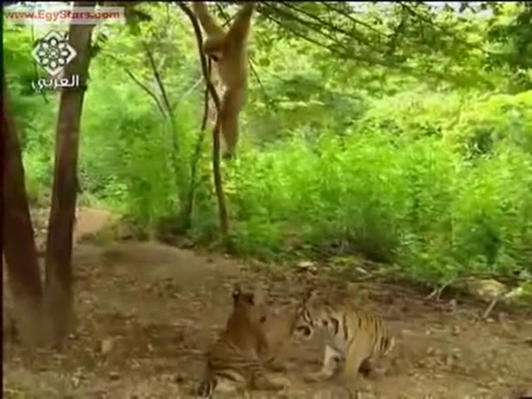 معركة بين قرد ونمر .. من الذي سينتصر