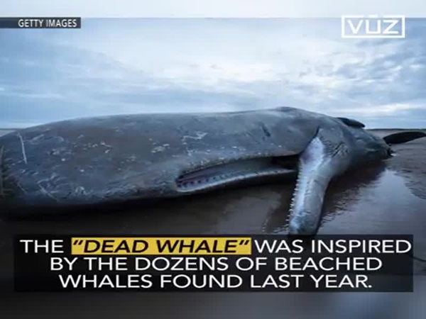 شاهد هذا الحوت على شواطئ الفلبين .. ولكنه ليس كأي حوت