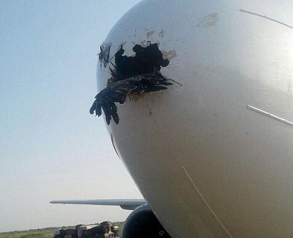 صورة صادمة لنسر يصطدم بطائرة أثناء هبوطها!