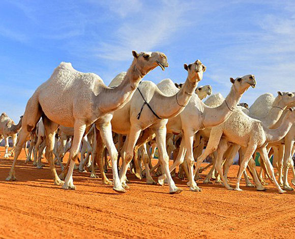 السعودية... جمل يفوز بمسابقة جمال قيمتها 25 ألف إسترليني