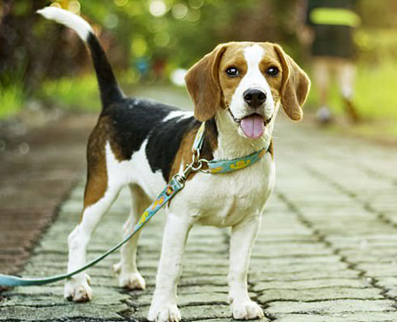 فورد تبتكر إنسانا آليا يمكنه تمشية الكلاب ورعايتها