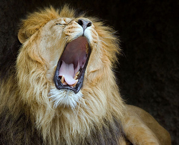 طفلة في الـ 11 من عمرها تقتل أسداً كاد يفتك بها وبشقيقها!