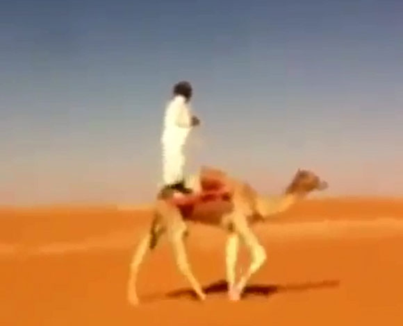 بالفيديو-  رجل سعودي يسقط عن الإبل تحت سيارة