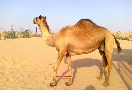 سعودي يعزف عن العمل والزواج لرعاية ناقته