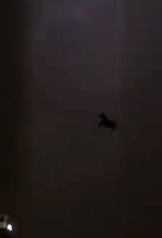 في السعودية: حصان يطير وسط العاصفة