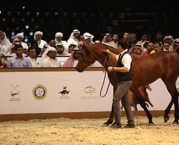 8 ملايين درهم مبيعات مزاد الخيل في معرض دبي الدولي للخيل