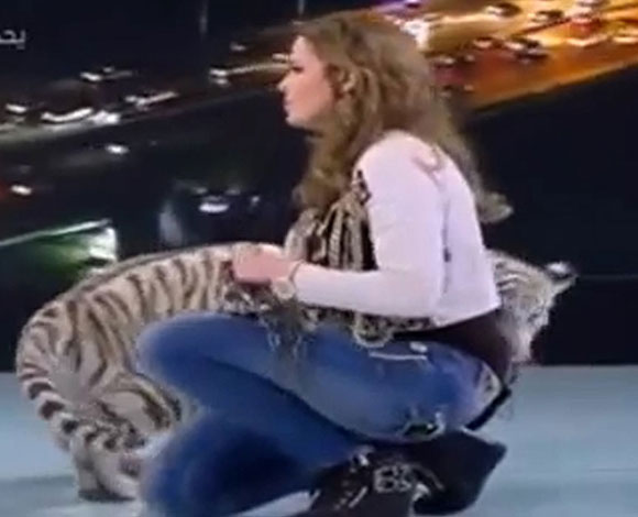 بالفيديو... مدربة أسود مصرية تفشل بالسيطرة على نمر في استديو تلفزيوني
