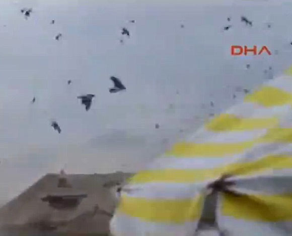 شاهد بالفيديو كيف خافت الطيور من الزلزال الذي ضرب النيبال