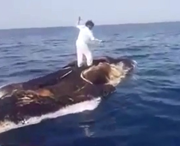 أغرب صيد في السعودية ... على ظهر حوت
