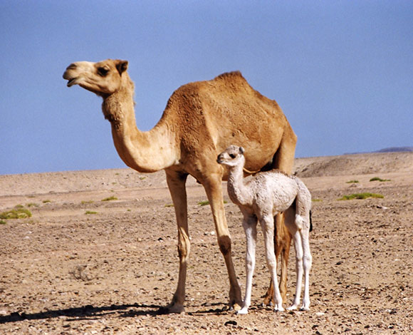 بالفيديو- سعودي يطعم ناقته ربطات من المال