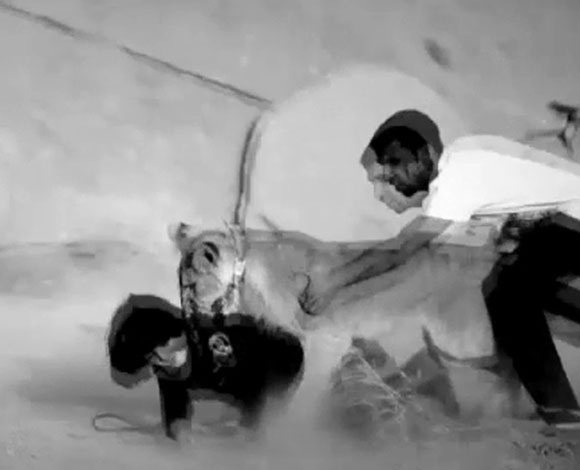 بالفيديو- أسد كاد أن يقضي على طفل سعودي