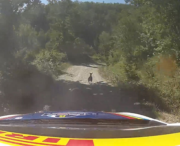 بالفيديو – سباق بين غزال وسيارة رالي