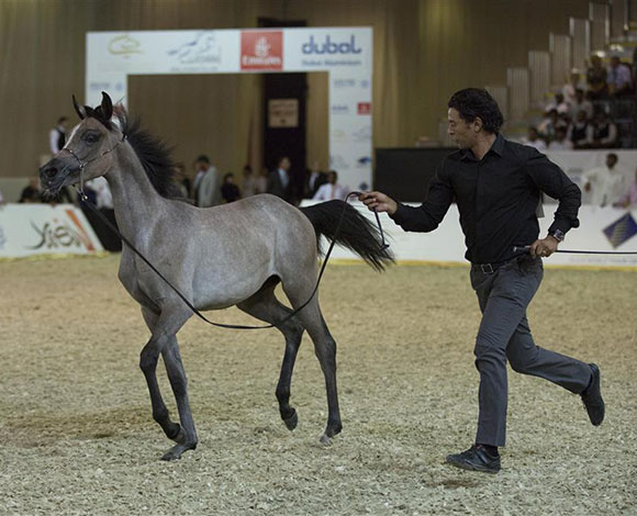 أفضل سلالات الخيول العربية تشارك في معرض دبي الدولي للخيل  
