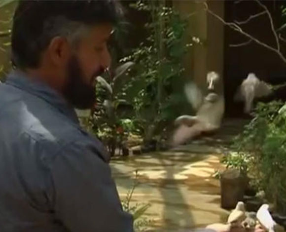 بالفيديو.. سعودي يحول منزله إلى محمية طبيعية للطيور