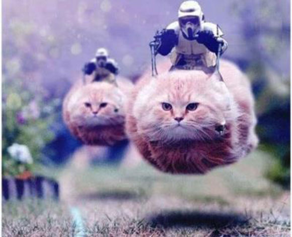 شاهد بالصور قططاً مدججة بالسلاح