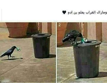 صورة مثيرة للدهشة... "غراب" يضع القمامة في الحاوية
