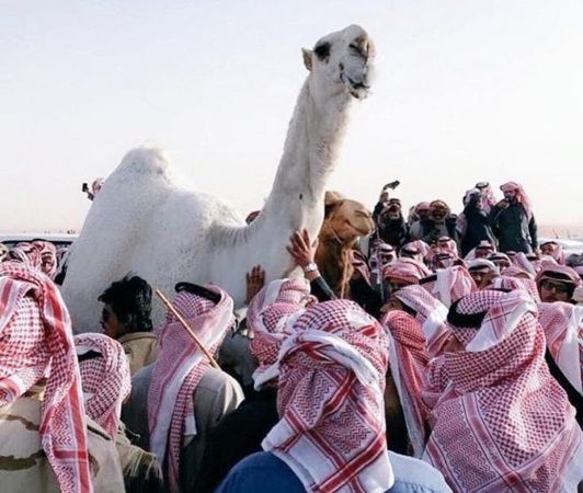 بالفيديو: تحنيط خزامة الناقة الأجمل في الخليج بعد وفاتها!