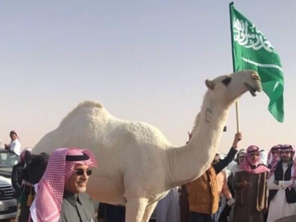 بالفيديو: تحنيط خزامة الناقة الأجمل في الخليج بعد وفاتها!