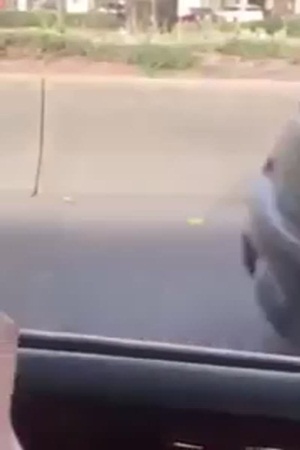 ثعبان ضخم يثير الاستغراب في شوارع الرياض .. فيديو