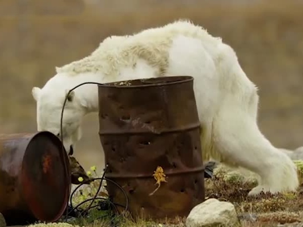 بالفيديو .. حالة دب قطبي تثير البكاء