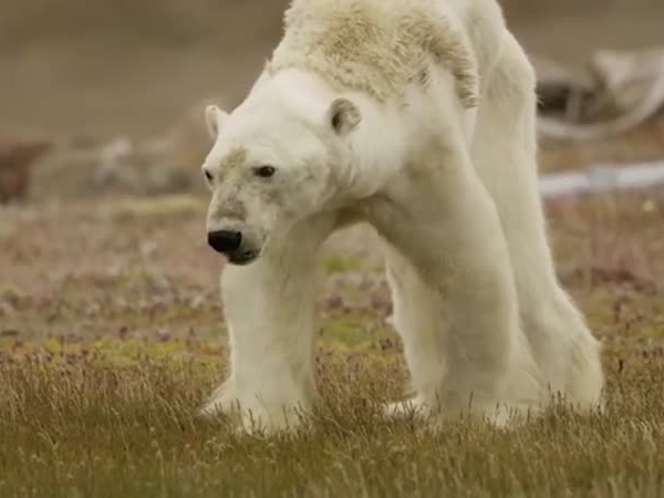 بالفيديو .. حالة دب قطبي تثير البكاء