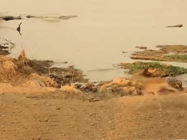 ينجو في اللحظة الأخيرة من فكي التمساح .. فيديو