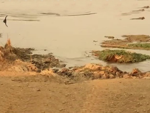 ينجو في اللحظة الأخيرة من فكي التمساح .. فيديو