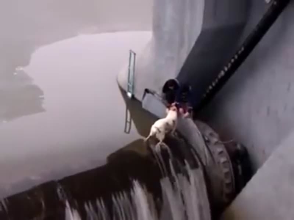 شاهد إنسانية هذا الرجل من أجل إنقاذ هذا الكلب